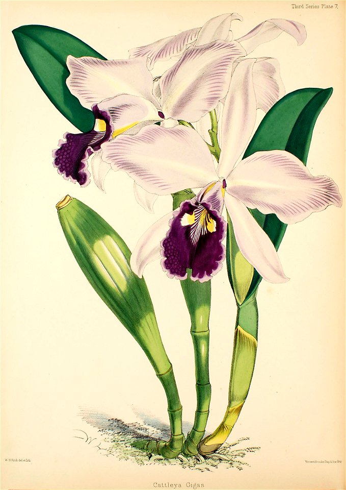Cattleya warscewiczii (as Cattleya gigas)- Warner, Williams - Select orch. plants 3, pl. 7 (1877-1891)