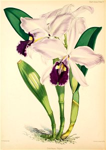 Cattleya warscewiczii (as Cattleya gigas)- Warner, Williams - Select orch. plants 3, pl. 7 (1877-1891)
