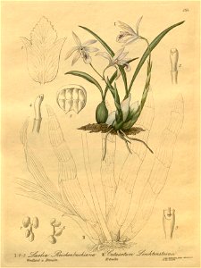 Cattleya lundii (as Laelia reichenbachiana) - Catasetum socco (as C. lichtensteinii) - Xenia 3 pl 254