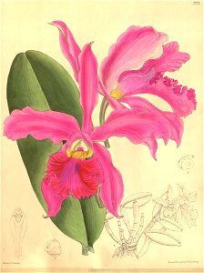 Cattleya × whitei - Curtis' 126 (Ser. 3 no. 56) pl. 7727 (1900). Free illustration for personal and commercial use.