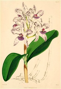 Cattleya amethystoglossa - Warner, Williams - Select orch. plants 1, pl. 2 (1862-1865)