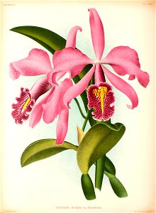 Cattleya maxima1