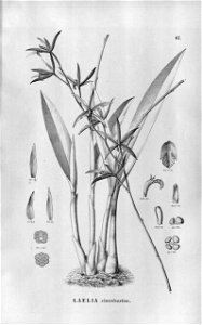 Cattleya cinnabarina (as Laelia cinnabarina) - Fl.Br.3-5-067