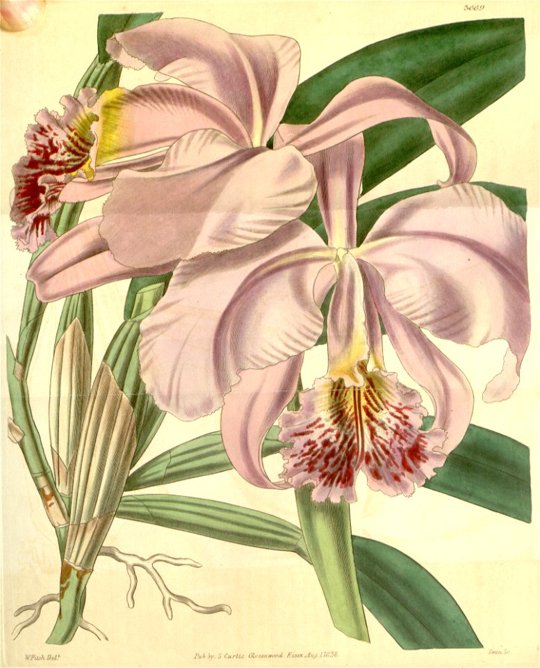 Cattleya mossiae - Curtis' 65 (N.S. 12) pl. 3669 (1839). Free illustration for personal and commercial use.