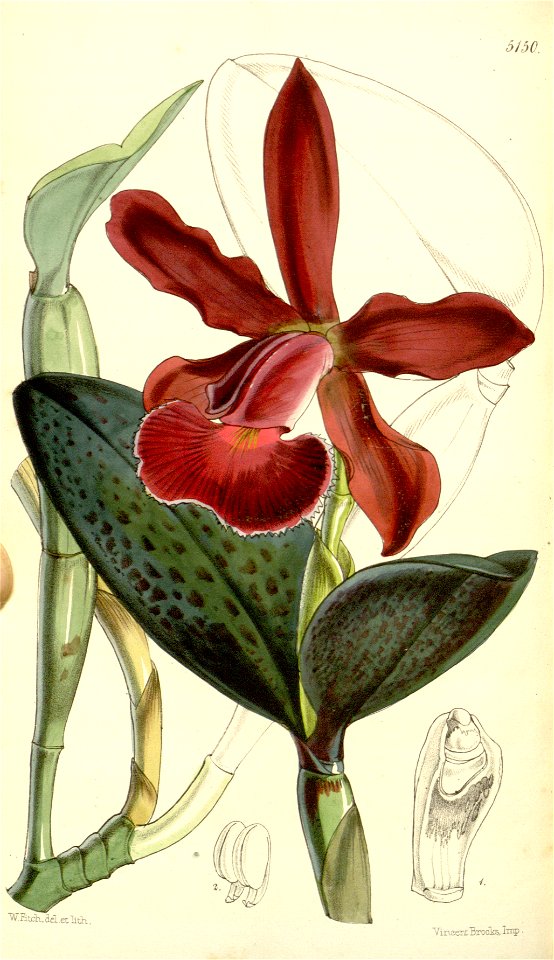 Cattleya schilleriana (as Cattleya schilleriana var. concolor) - Curtis' 85 (Ser. 3 no. 15) pl. 5150 (1859)