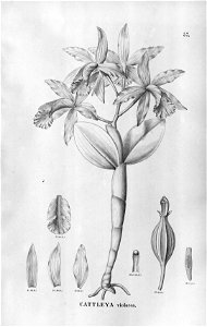 Cattleya violacea - Fl.Br.3-5-57