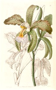 Cattleya granulosa (as Cattleya granulosa var. russelliana) - Edwards vol 31 (NS 8) pl 59 (1845)