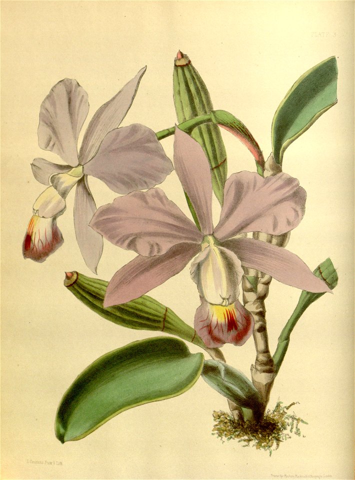 Cattleya walkeriana Paxtor 003