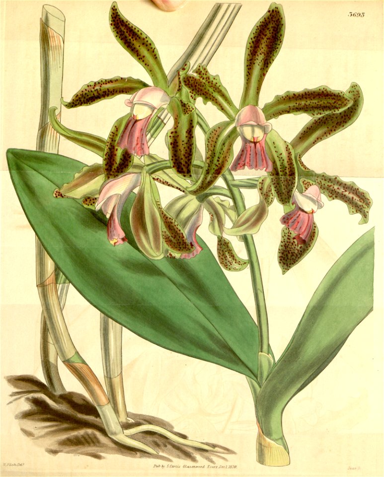 Cattleya guttata - Curtis' 65 (N.S. 12) pl. 3693 (1839)