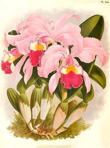 Cattleya warneri 1