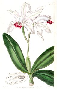 Cattleya intermedia (as Cattleya intermedia var. pallida) - Edwards vol 22 pl 1919 (1836). Free illustration for personal and commercial use.