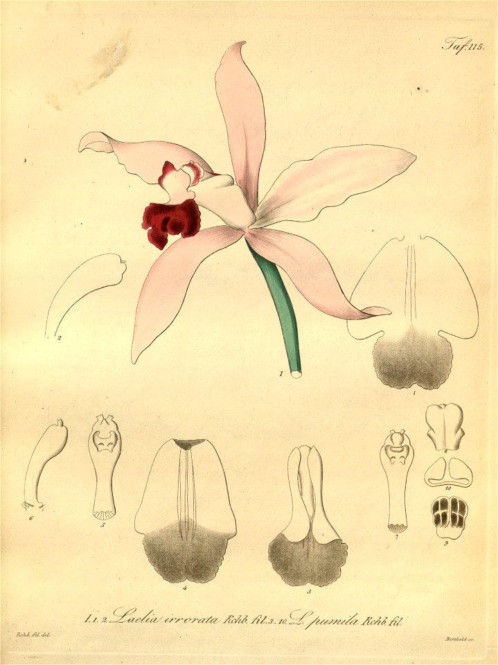 Cattleya × irrorata (as Laelia irrorata) - Cattleya pumila (as Laelia pumila) - Xenia 2 pl 115