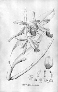 Cattleya intermedia - Fl.Br.3-5-051