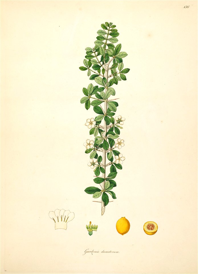 Catunaregam spinosa Roxburgh 1798 2-136