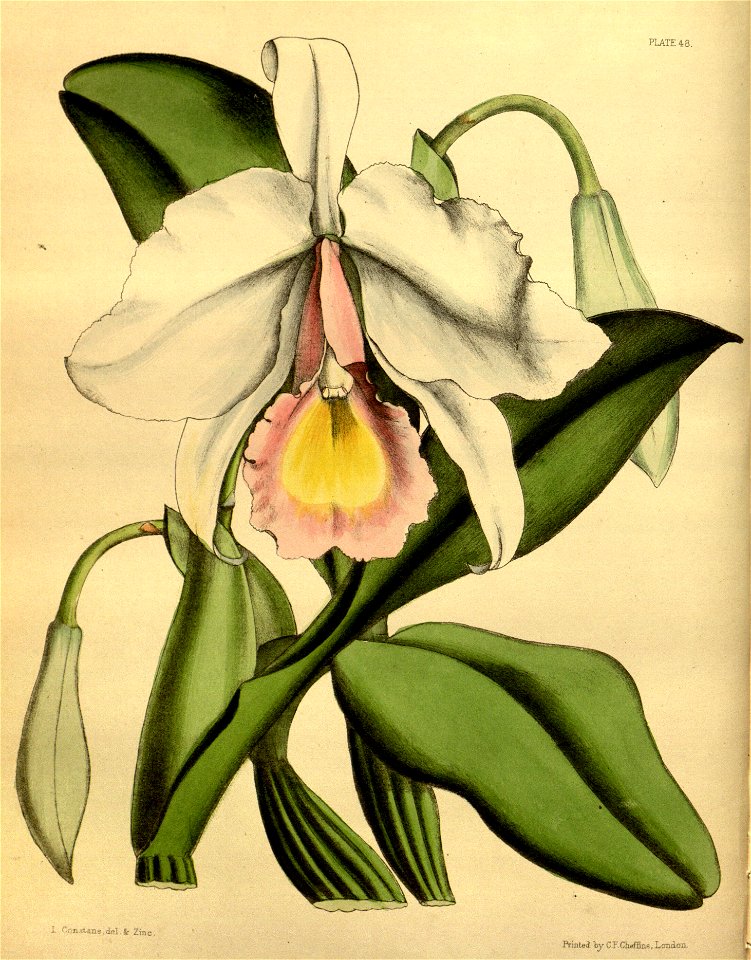 Cattleya labiata Paxton 048