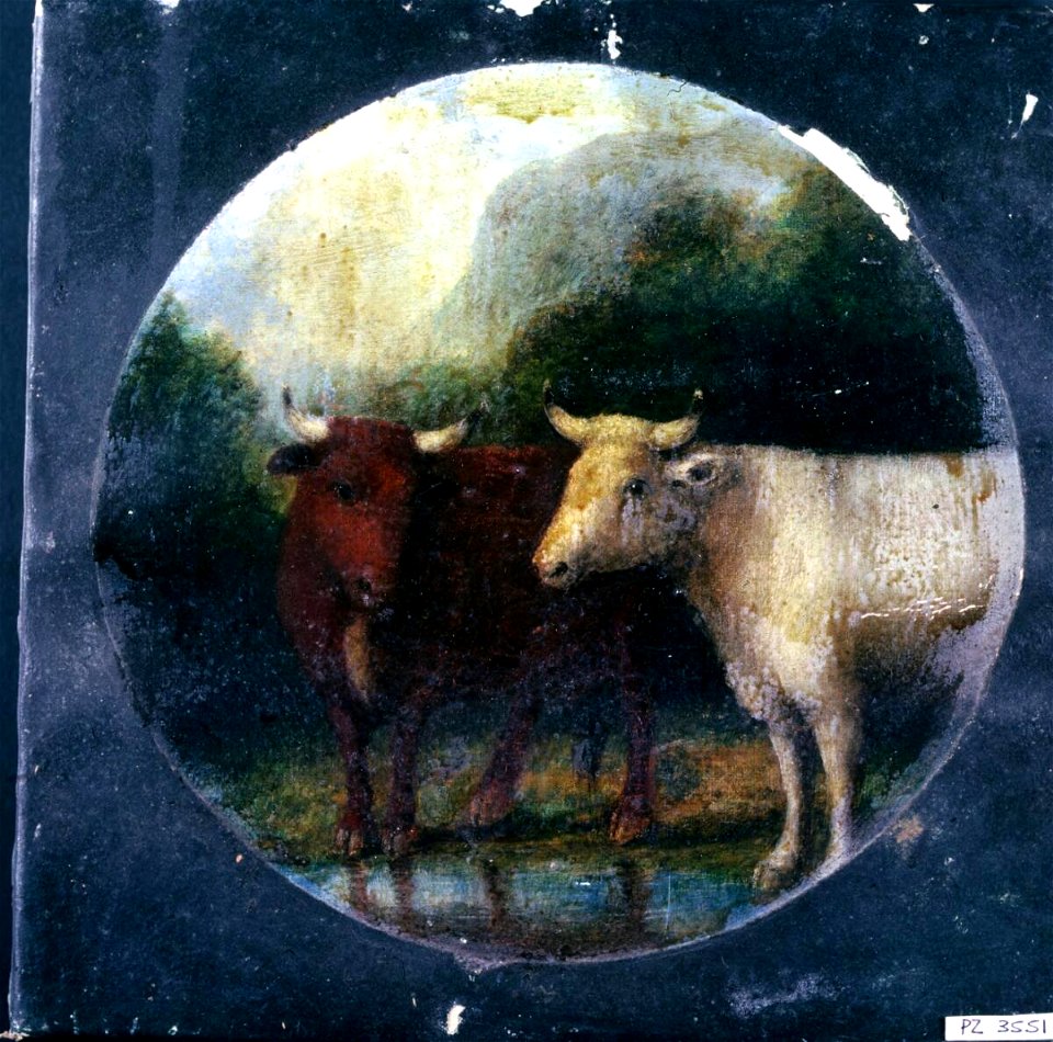Cattle in mountain landscape