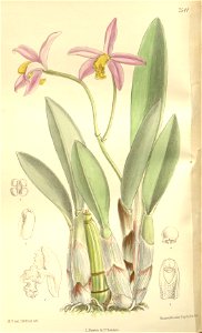 Cattleya longipes or Sophronitis longipes (as Laelia longipes) - Curtis' 123 (Ser. 3 no. 53) pl. 7541 (1897). Free illustration for personal and commercial use.