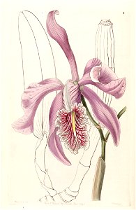 Cattleya maxima - Edwards vol 32 (NS 9) pl 1 (1846). Free illustration for personal and commercial use.