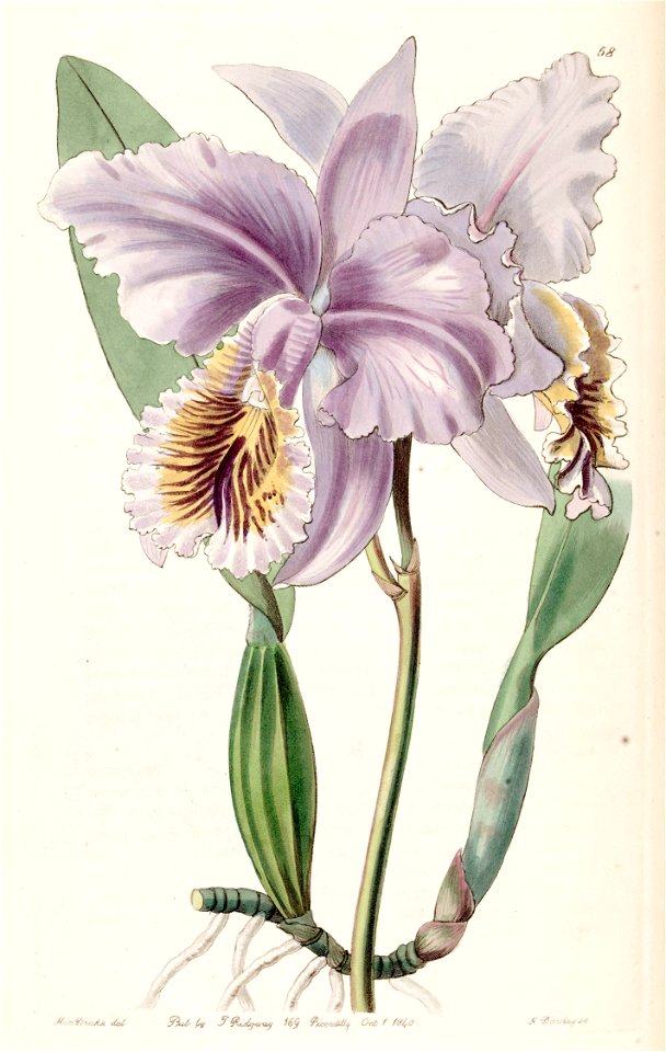 Cattleya mossiae (as Cattleya labiata var. mossiae) - Edwards vol 26 (NS 3) pl 58 (1840)