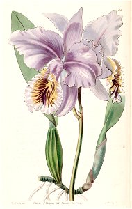 Cattleya mossiae (as Cattleya labiata var. mossiae) - Edwards vol 26 (NS 3) pl 58 (1840)