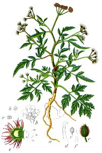 Caucalis arvensis Sturm36