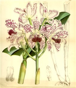 Cattleya amethystoglossa - Curtis' 94 (Ser. 3 no. 24) pl. 5683 (1868)