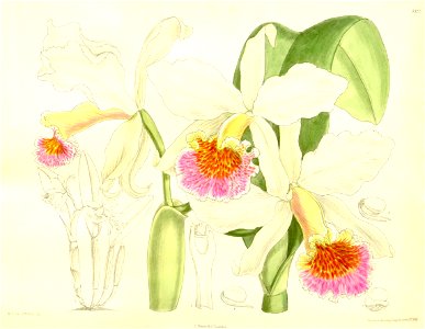 Cattleya rex - Curtis' 137 (Ser. 4 no. 7) pl. 8377 (1911). Free illustration for personal and commercial use.