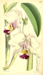 Cattleya candida (as Cattleya quadricolor) - Curtis' 91 (Ser. 3 no. 21) pl. 5504 (1865). Free illustration for personal and commercial use.