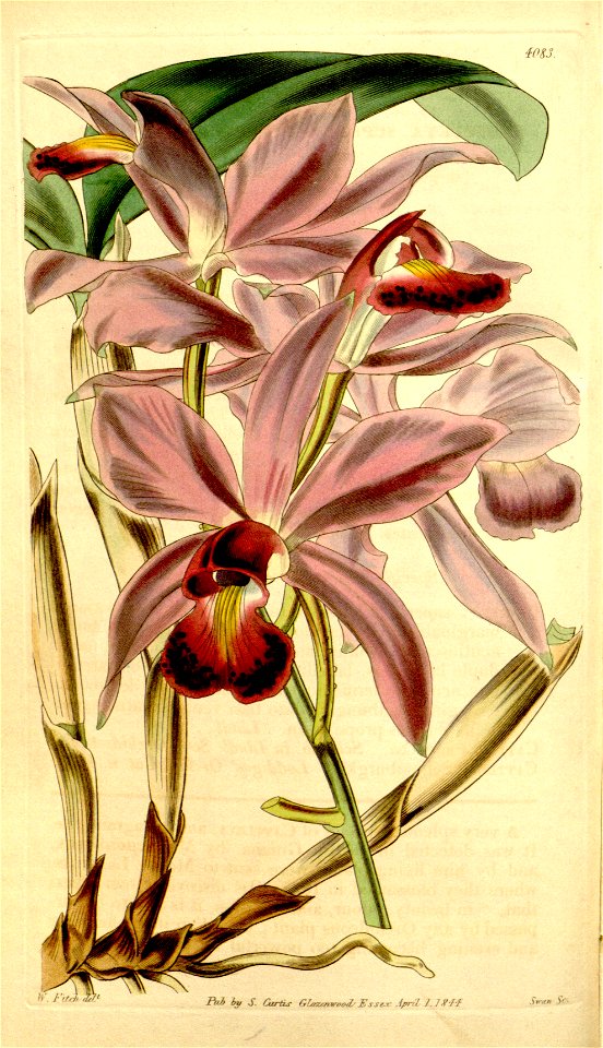 Cattleya violacea (as Cattleya superba) - Curtis' 70 (N.S. 17) pl. 4083 (1844)
