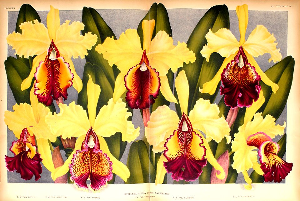 Cattleya dowiana var. aurea1