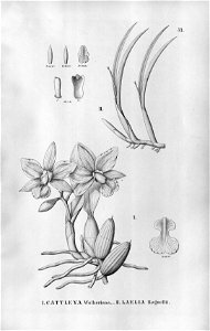 Cattleya walkeriana - Sophronitis lundii (as Laelia regnellii) - Fl.Br.3-5-53