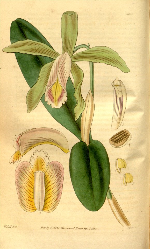 Cattleya forbesii - Curtis' 60 (N.S. 7) pl. 3265 (1833)