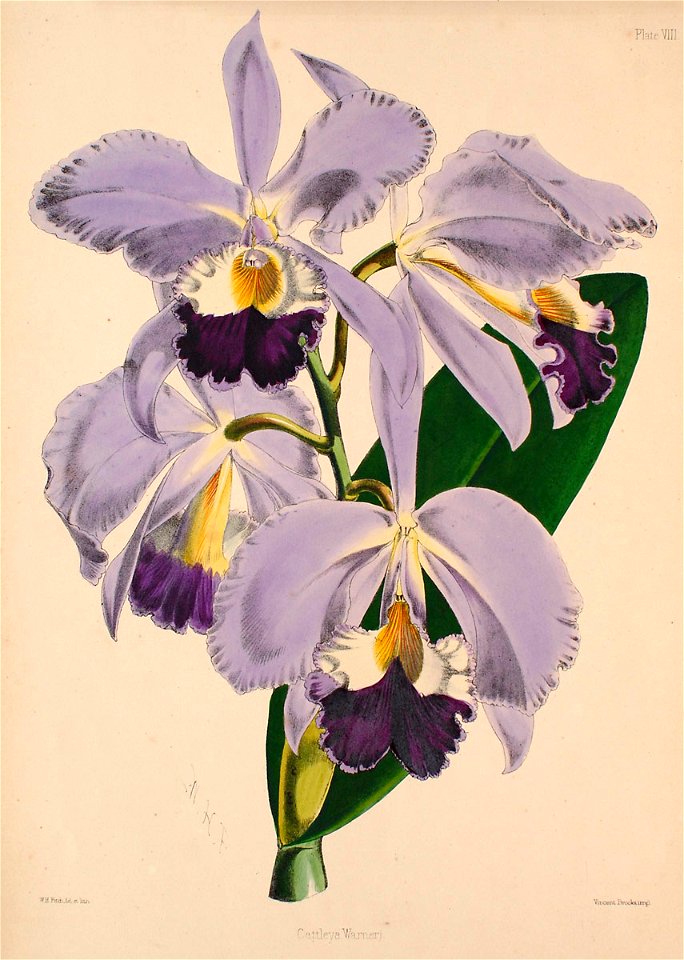 Cattleya warneri - Warner, Williams - Select orch. plants 1, pl. 8 (1862-1865)