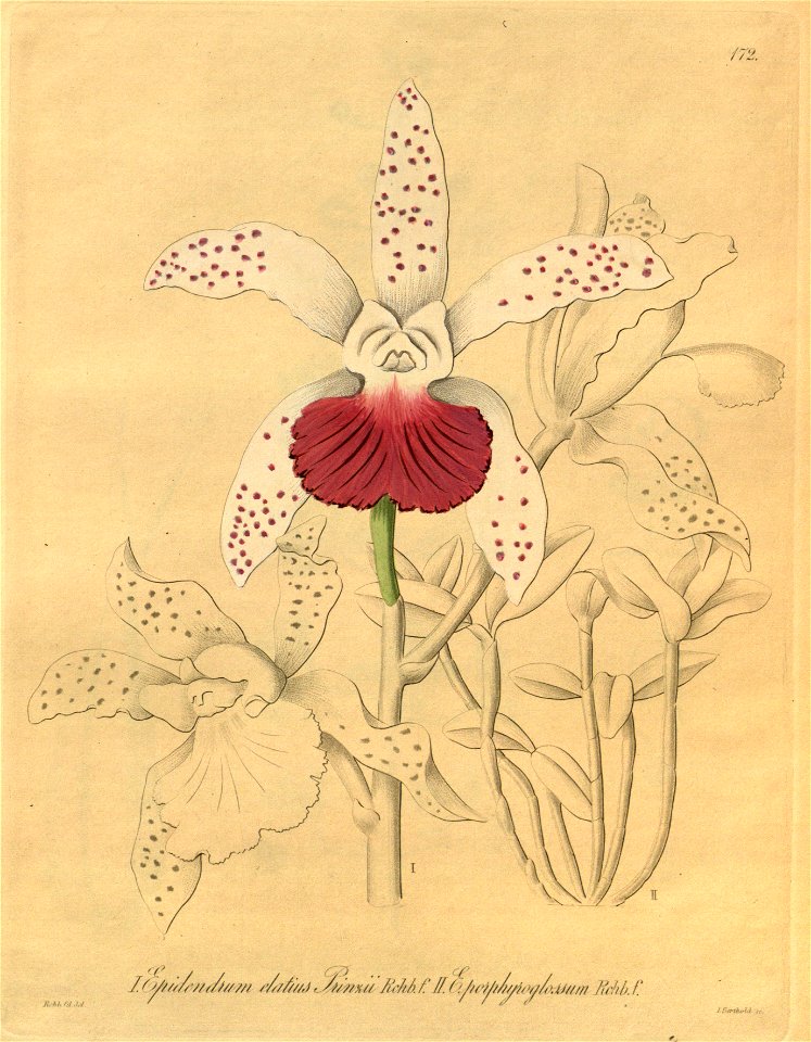 Cattleya guttata (as Epidendrum elatius) and Cattleya porphyroglossa (as Epidendrum porphyroglossum) - Xenia 2-172 (1874)