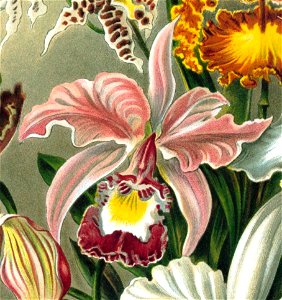 Cattleya × ballantiniana
