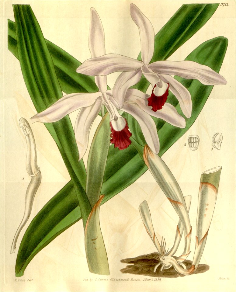 Cattleya intermedia (as Cattleya intermedia var. angustifolia) - Curtis' 66 (N.S. 13) pl. 3711 (1840)