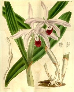 Cattleya intermedia (as Cattleya intermedia var. angustifolia) - Curtis' 66 (N.S. 13) pl. 3711 (1840). Free illustration for personal and commercial use.
