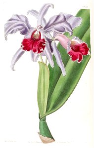 Cattleya labiata - Edwards vol 22 pl 1859 (1836). Free illustration for personal and commercial use.