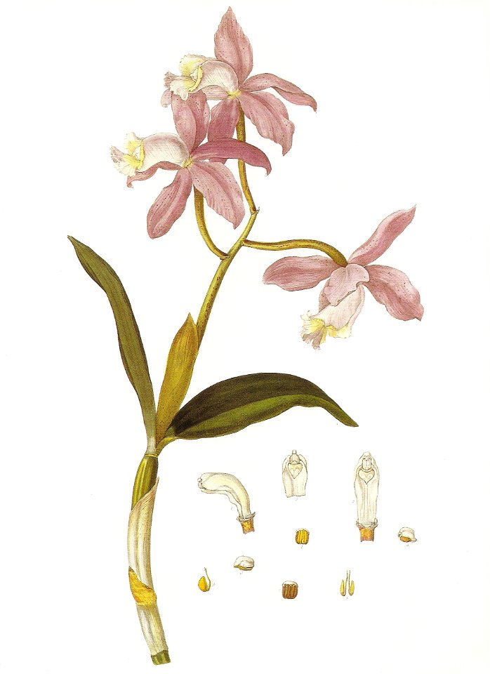 Cattleya loddigesii RHS