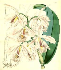 Cattleya maxima - Curtis' 82 (Ser. 3 no. 12) pl. 4902 (1856)