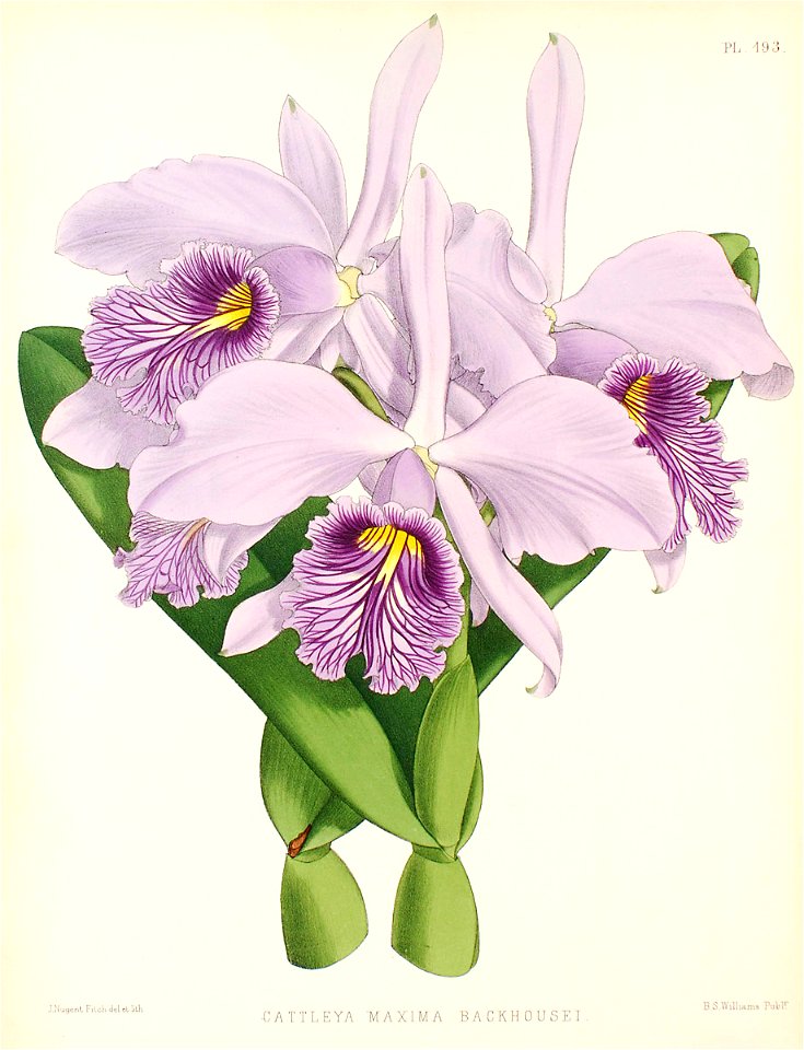 Cattleya maxima3
