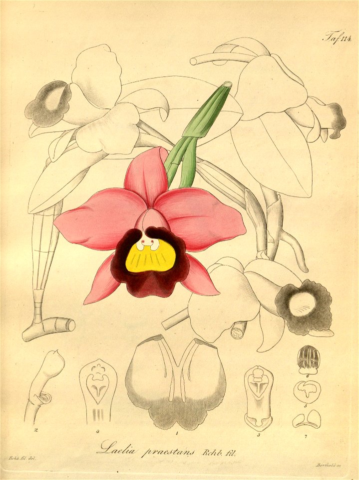 Cattleya praestans (as Laelia praestans) - Xenia 2 pl 114