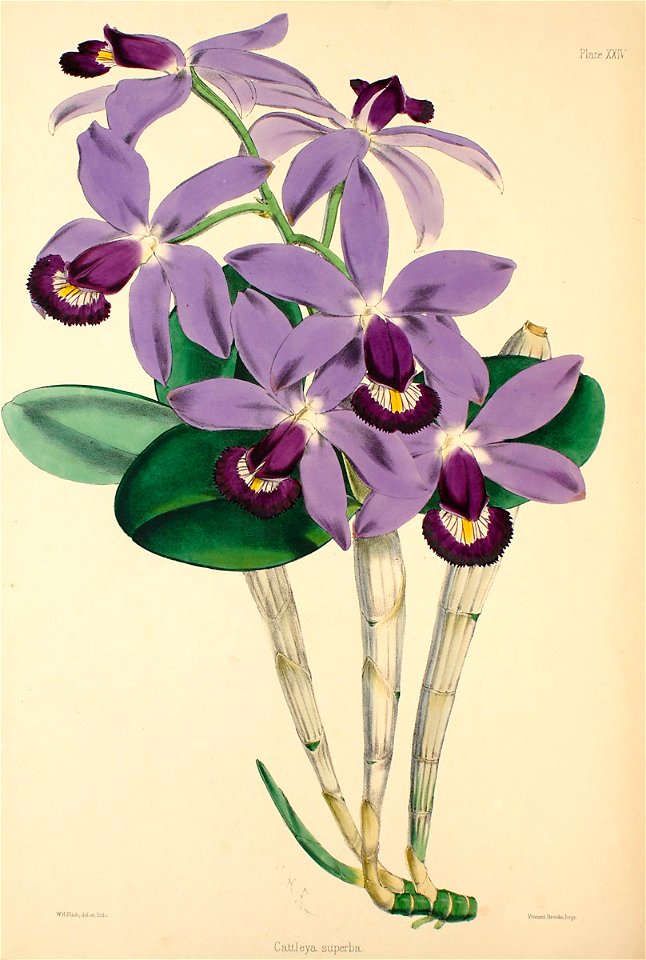 Cattleya violacea (as C. superba) - Warner, Williams - Select orch. plants 1, pl. 24 (1862-1865)