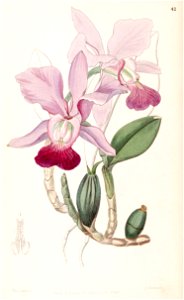 Cattleya walkeriana (as Cattleya bulbosa) - Edwards vol 33 (NS 10) pl 42 (1847)
