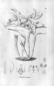 Cattleya × amanda (C. intermedia × C. lobata) - Fl.Br.3-5-064. Free illustration for personal and commercial use.