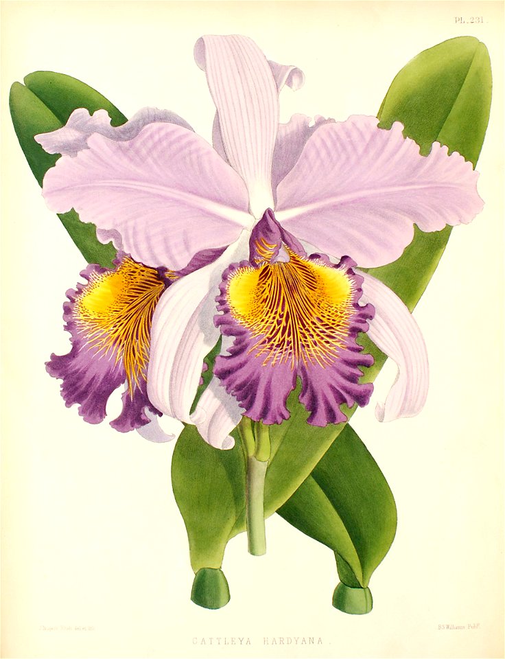Cattleya×hardyana