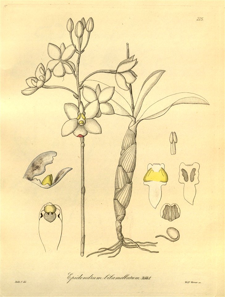 Caularthron bilamellatum (as Epidendrum bilamellatum) - Xenia 3 pl 225
