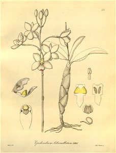 Caularthron bilamellatum (as Epidendrum bilamellatum) - Xenia 3 pl 225. Free illustration for personal and commercial use.