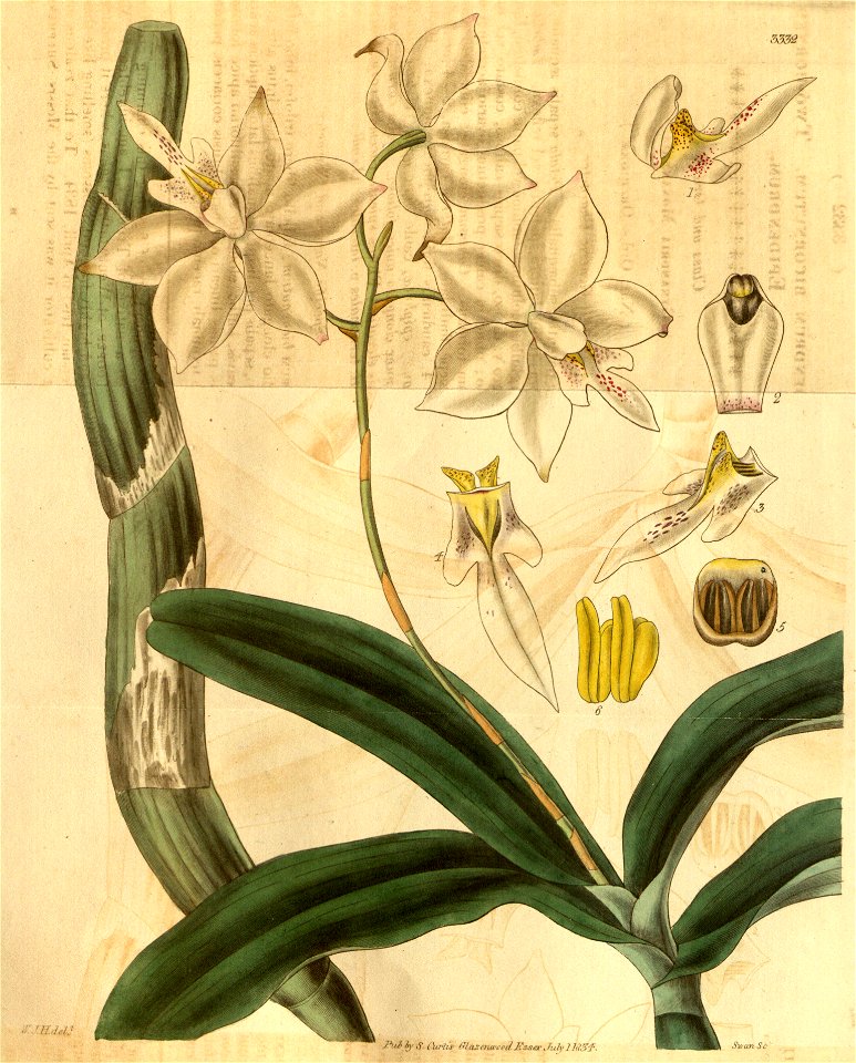 Caularthron bicornutum - ill. from Curtis' v. 61 pl. 3332
