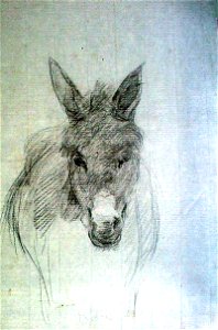 Cavalo de Frente (MAP)